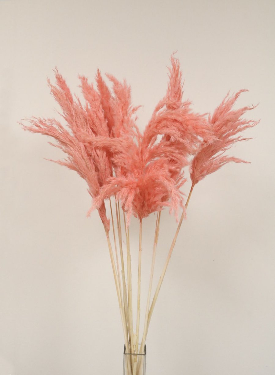 Extra Fluffy Pampas Bunch (10x Stems)
